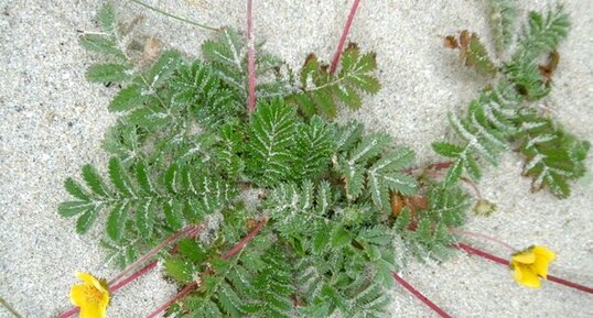 Potentille ansérine