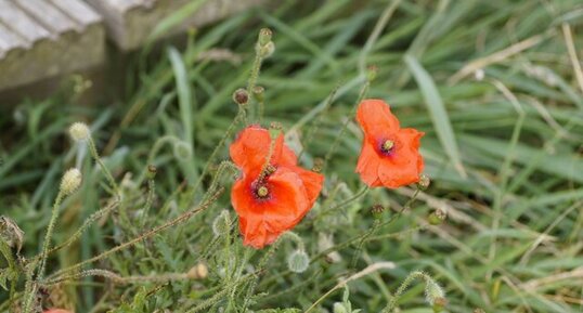 Coquelicot