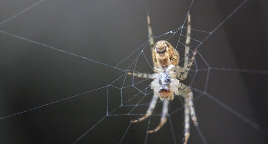 Araignée à identifier