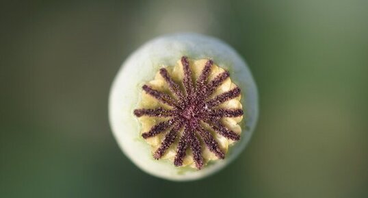 Capsule de coquelicot