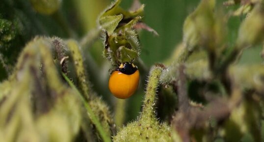 Coccinelle fraîchement émergée