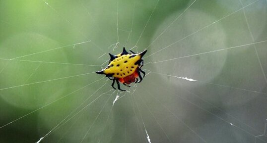 Araignée Gasteracantha sp.