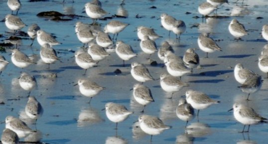 Bécasseaux sanderling