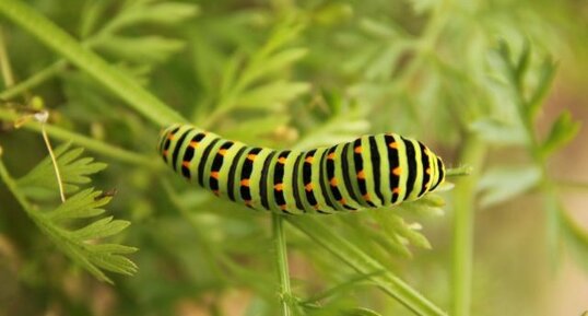 Chenille de Machaon