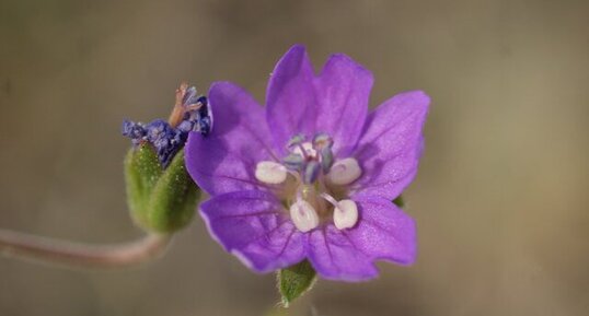 Géranium