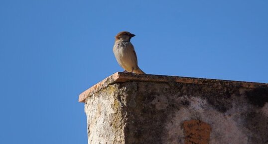 Moineau domestique