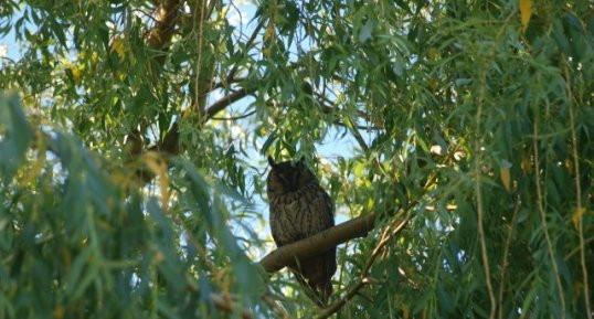 Hibou Grand Duc - Bubo bubo