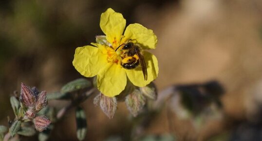 Andrena sp.