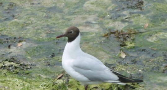 Mouette rieuse en tenue d'été