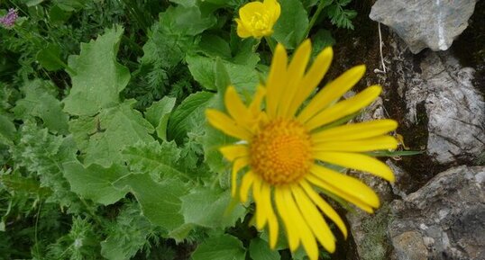 Doronic à grandes fleurs