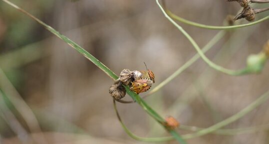 Codophila varia