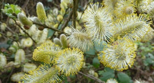 Chatons de saule