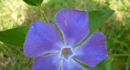 Grande pervenche (vinca major)