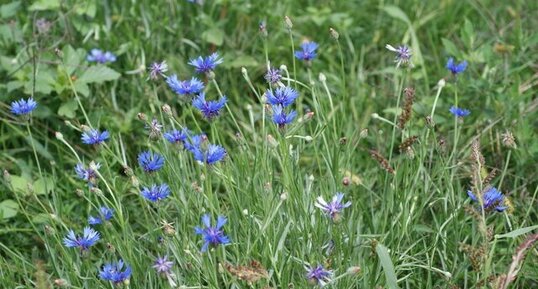 Centaurea triumfetti - sous réserve