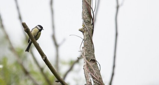 Mésange charbonnière