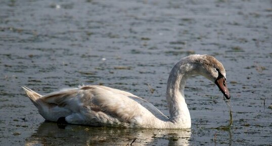 Cygne tuberculé - juvénile