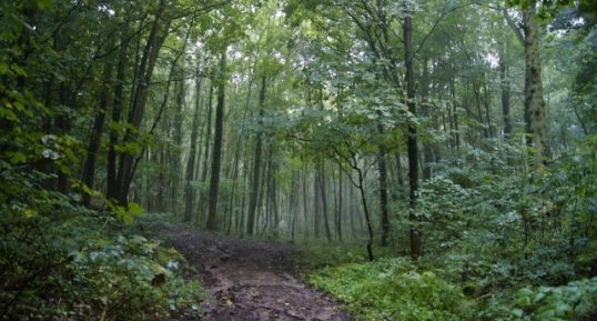 Bois départemental de Roquelaure