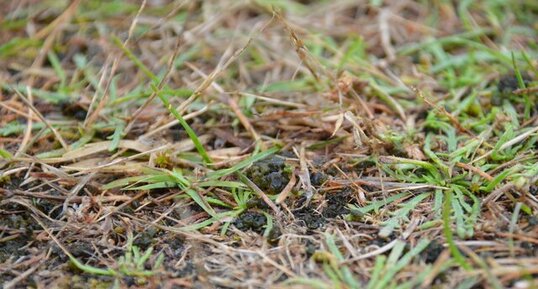 Algues dans la pelouse de la dune à Erdeven : nostoc