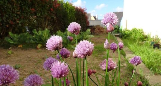 Ciboulette en fleurs