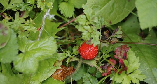 Fraise des bois