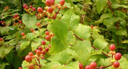 Millepertuis perforé en fruits