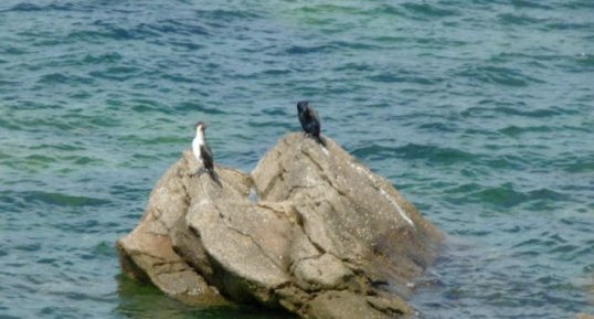 Cormoran à ventre blanc