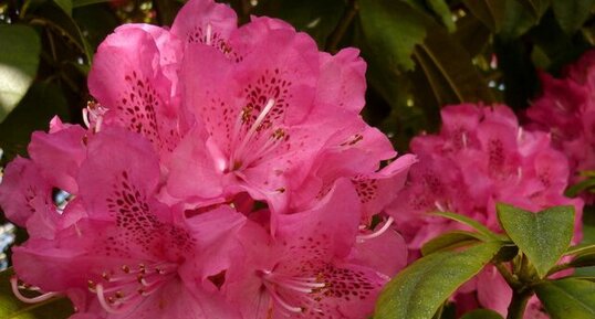 Rhododendrons