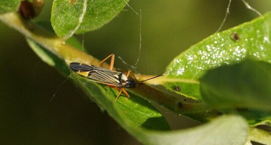 Rhabdomiris striatellus