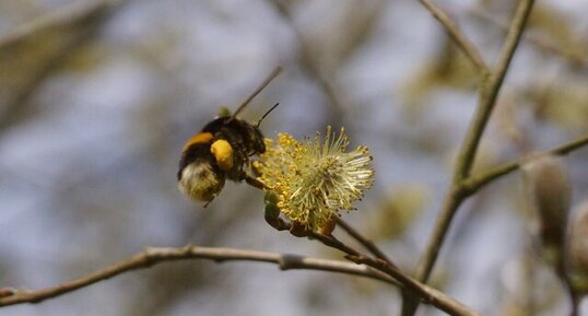 Bombus terrestris