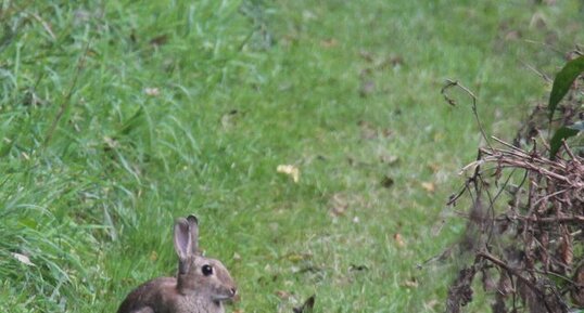 Oryctolagus cuniculus ou lapin de garenne