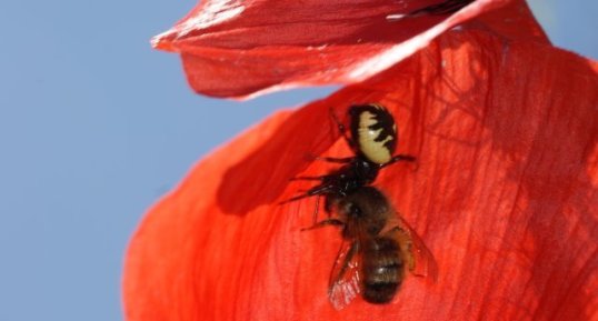 Araignée napoléon vs apis mellifera