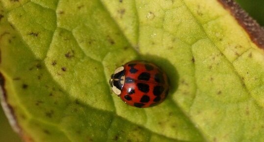 Harmonia axyridis