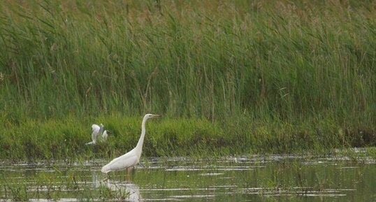 Grande aigrette