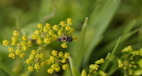 Larve de coccinelle