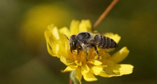 Halictus sp. - sous réserve