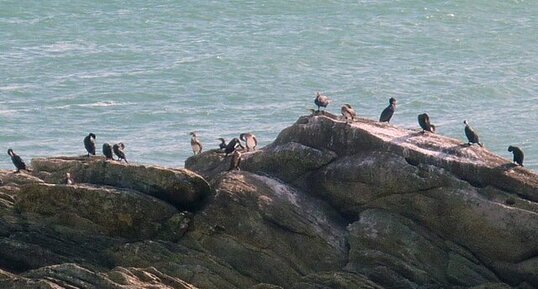 Grands cormorans et cormorans huppés