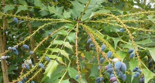 Mahonia