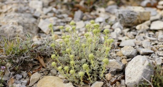 Teucrium aureum - sous réserve