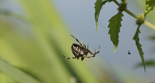 Epeire à dents de scie - sous réserve