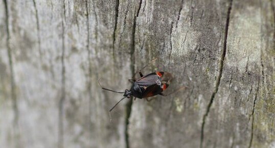 Deraeocoris ruber