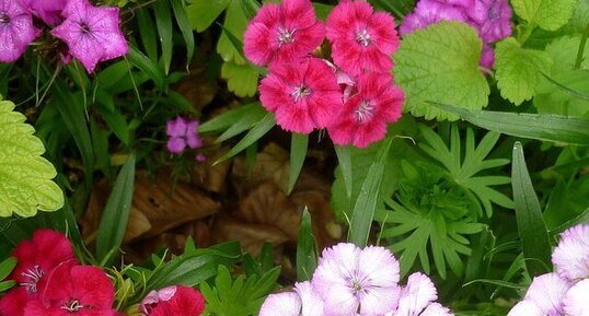 Oeillets de poète (dianthus barbatus)