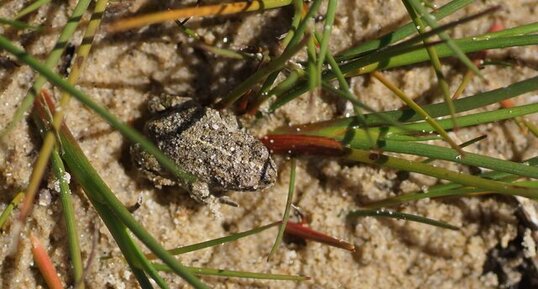 Crapaud calamite juvénile