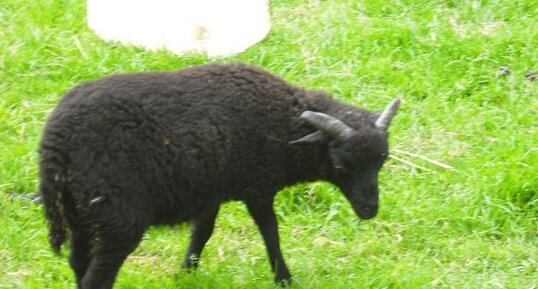 Mouton noir de Ouessant : un juvénile