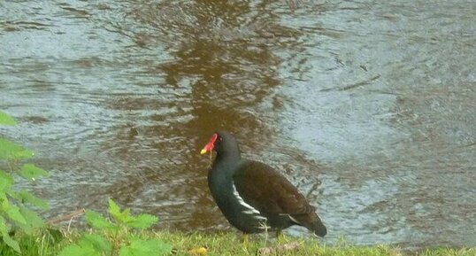 Poule d'eau