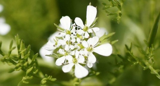 Fleur de Peigne de Vénus