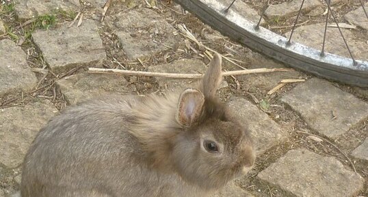 Panpan, lapin nain grignoteur de plate-bandes