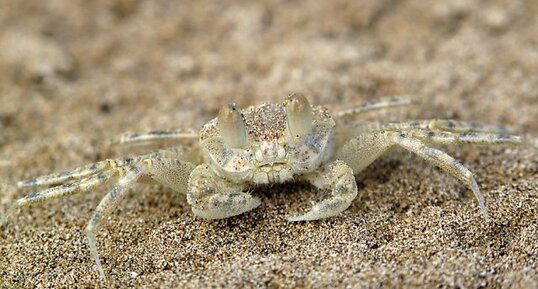 Crabe-fantôme Ocypode sp.