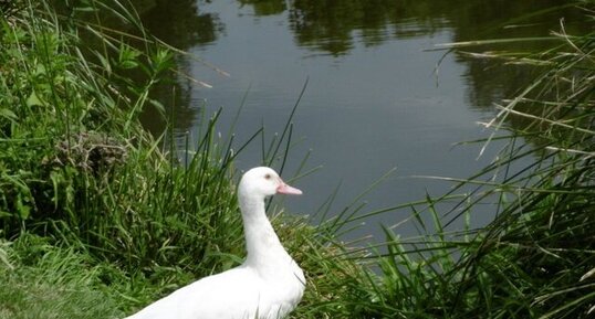 Canard d'Aylesbury