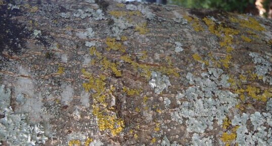 Lichens bleu et jaune et puis vert