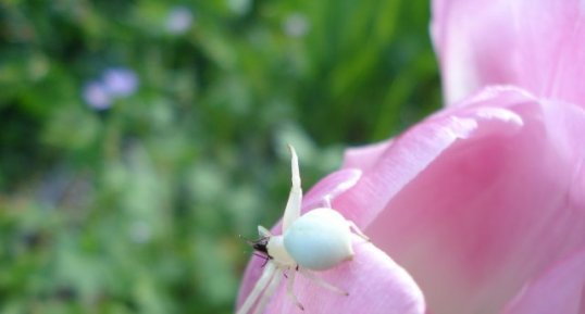 Misumena vatia